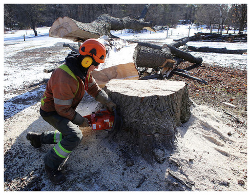 Winter Tree Services 3